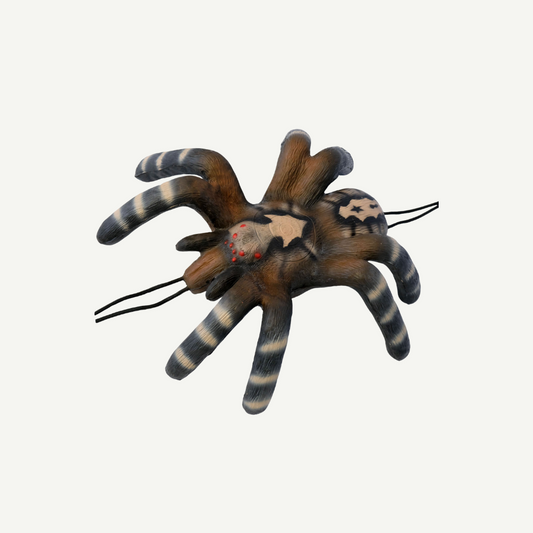 100373 Leitold Little Bird Spider